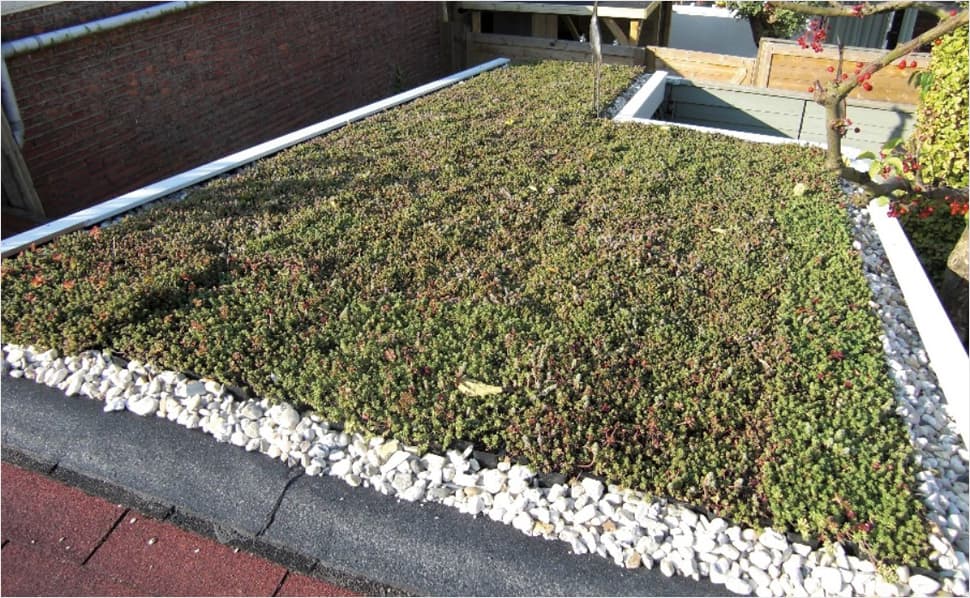Toiture verte finalisée avec plantes de sedum